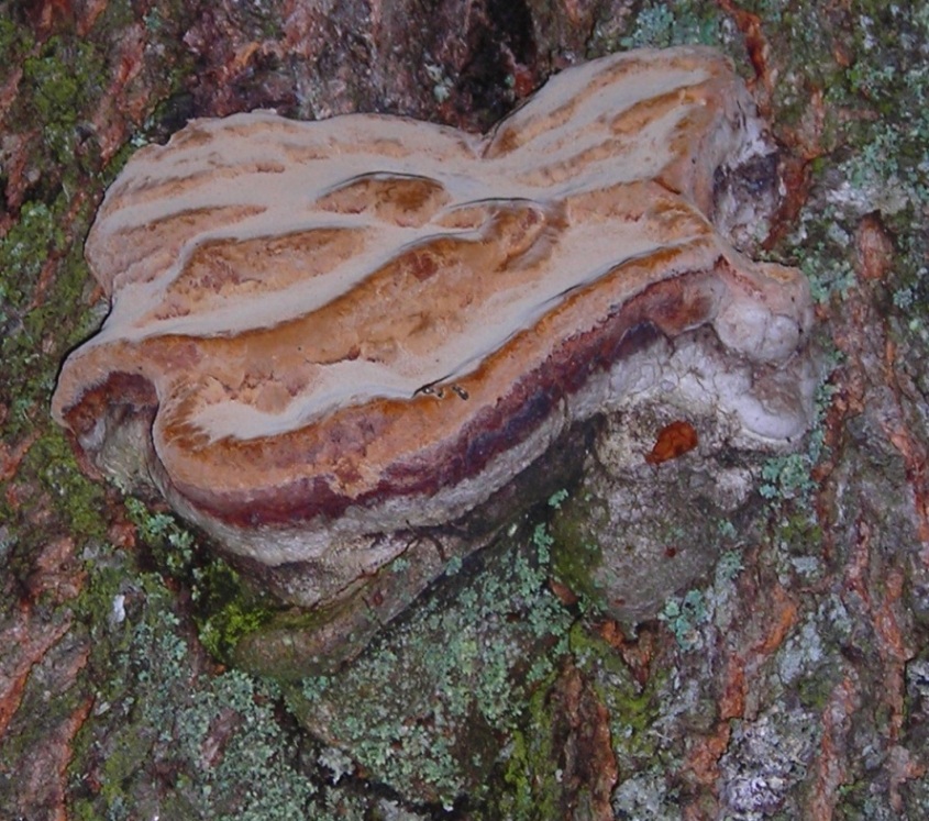 Fomitopsis pinicola?